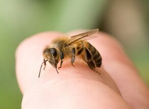bee sting to enlarge penis