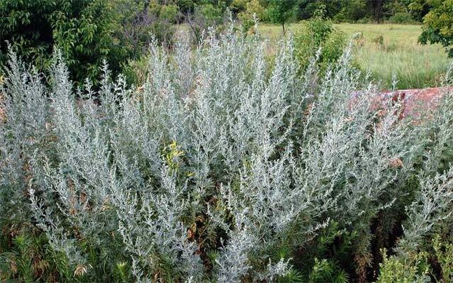 Wormwood decoction helps to enlarge the penis